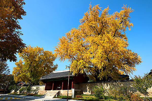 포토 JPG 해외이미지 전통 외관 공원 교육 아시아 문화 여행 건축양식 학교 지붕 서울 한국 동양인 사람없음 야외 건물 목재 수확 골동품 사찰 역사 강의 대문 남쪽 사당 옛날 혼란 스타일 해외포토 나무 건축물 공공시설 건축 나라 컨셉 농업 재료 종교건축 인종 문 방향 파일형식 이미지허브