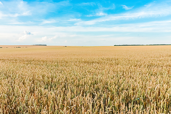 포토 JPG 해외이미지 식물 계절 음식 빵 줄기 밭 농업 자연 하늘 옥수수 씨앗 잔디 사람없음 파란색 농작물 햇빛 태양 농장 농경지 노란색 활발 수확 성장 시골 황금 닫기 낟알 땅 시리얼 밀 보리 귀 반대 밀짚 숙성 호밀 수평선 해외포토 자연요소 산업 컬러 컨셉 모션 곡류 신체부위 짚 생태계 파일형식 이미지허브
