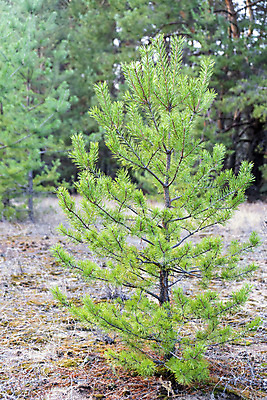 포토 JPG 해외이미지 모양 나무 식물 전통 음식 패턴 과일 자연 하늘 씨앗 사람없음 목재 옆모습 장식 가로 초록색 파란색 한개 뷰티 갈색 맑음 봄 견과류 나뭇가지 소나무 오픈 그룹 닫기 숲 묘사 질감 솔방울 상록수 침엽수 반대 전나무 원뿔 내추럴 삼나무 울퉁불퉁 채식주의자 해외포토 도형 1 계절 뷰포인트 컬러 무늬 재료 모션 날씨 생태계 채식 파일형식 이미지허브