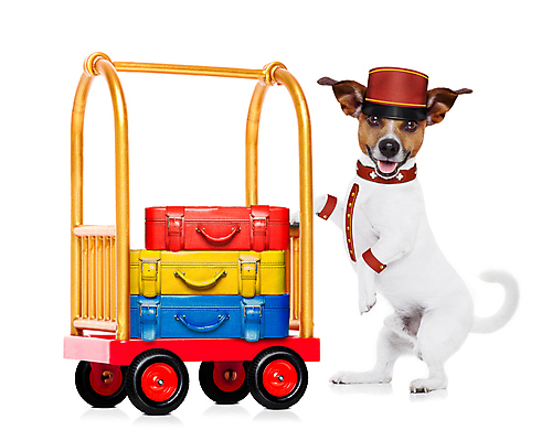 포토 JPG 해외이미지 동물 여행 유니폼 가방 호텔 휴가 서브 소년 사람없음 반려동물 여행가방 카트 방 짐 종 도움 유머 고급 개 강아지 테리어 웨이터 직원 서비스 부름 환영 여관 고립 수하물 입양 접수 헬프 호스텔 해외포토 직업 잡화 옷 남자 감정 어린이 컨셉 포유류 모션 숙소 파일형식 이미지허브