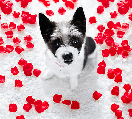 포토 JPG 해외이미지 동물 기념일 꽃잎 꽃 행복 꽃다발 결혼 백그라운드 꽃무늬 패턴 관계 휴가 발렌타인데이 선물 사랑 사람없음 빨간색 반려동물 장미 우정 벚꽃 흰색 하트 축하 대접 입 신용카드 생일 날짜 개 달콤 강아지 푸들 큐피드 2월 어안 해외포토 모양 식물 감정 컬러 컨셉 무늬 포유류 데이이벤트 이벤트 신체부위 금융 친구 맛 파일형식 이미지허브