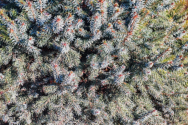 포토 JPG 해외이미지 식물 잎 밭 농업 자연 잔디 사람없음 초록색 정원 봄 성장 신선 허브 질감 로즈메리 내추럴 해외포토 계절 산업 컬러 생태계 파일형식 이미지허브