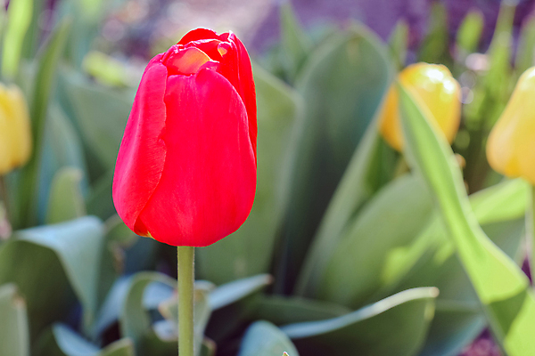 포토 JPG 해외이미지 식물 꽃잎 꽃 줄기 분홍색 꽃다발 꽃무늬 전구 자연 벽지 사람없음 옆모습 빨간색 초록색 뷰티 정원 보라색 축제 봄 활발 튤립 성장 벚꽃 흰색 신선 닫기 제비꽃 전시회 엽서 진홍색 고립 블러 오리지널 인공 많음 해외포토 계절 뷰포인트 컬러 컨셉 무늬 모션 전시 편지 생태계 파일형식 이미지허브