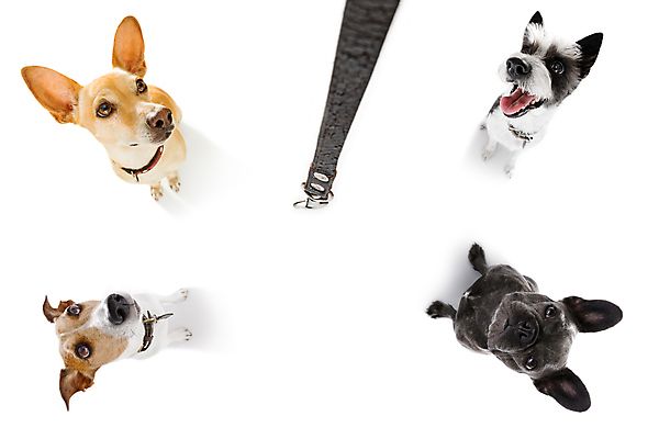 포토 JPG 해외이미지 동물 커플 응시 교육 놀이 안내 함께함 사랑 앉기 사람없음 야외 반려동물 우정 산책 기쁨 기차 환자 가르침 그룹 기다림 유머 닫기 개 강아지 체벌 바둑 주인 경보 복종 신앙심 인내 줄서기 해외포토 시선 감정 육상교통 컨셉 포유류 의학 관계 모션 휴식 대중교통 친구 파일형식 이미지허브