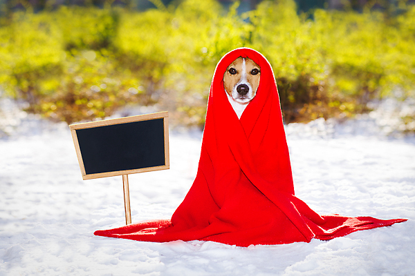 포토 JPG 해외이미지 동물 배너 행복 포스터 종이 벽 겨울 자연 눈사람 날씨 새로움 프레임 따뜻함 선물 사람없음 야외 빨간색 반려동물 우주 얼음 칠판 방 추위 코트 흰색 판넬 유머 개 시원함 12월 서리 프랑스어 고립 노엘 캡모자 해외포토 자연요소 문자 모자_잡화 계절 감정 컬러 컨셉 포유류 외투 날짜 생태계 파일형식 이미지허브