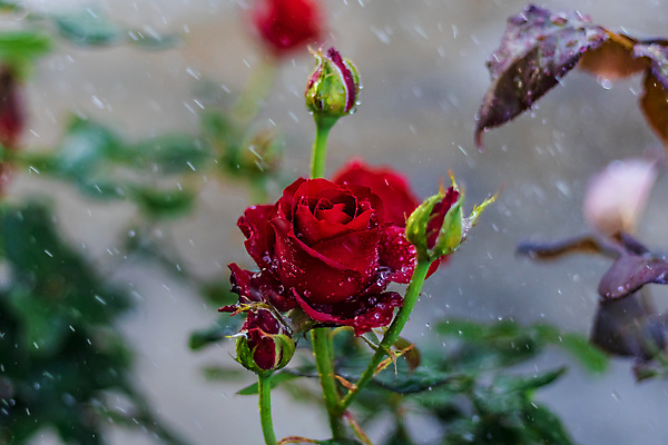 포토 JPG 해외이미지 식물 계절 꽃잎 꽃 꽃무늬 자연 날씨 사랑 사람없음 야외 빨간색 물 뷰티 장미 귀여움 정원 활발 젖음 물방울 신선 개화 닫기 떨어짐 매끈함 가득함 열정 부드러움 리빙 내추럴 샤워실 해외포토 자연요소 감정 컬러 컨셉 무늬 모션 감각 생태계 샤워시설 파일형식 이미지허브