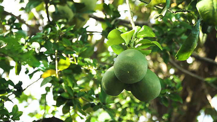 포토 JPG 해외이미지 나무 식물 음식 잎 농업 다이어트 과일 자연 디저트 귤 건강 사람없음 초록색 농장 정원 수확 성장 나뭇가지 신선 그룹 달콤 맛 날것 내추럴 숙성 해외포토 산업 컬러 컨셉 생태계 파일형식 이미지허브