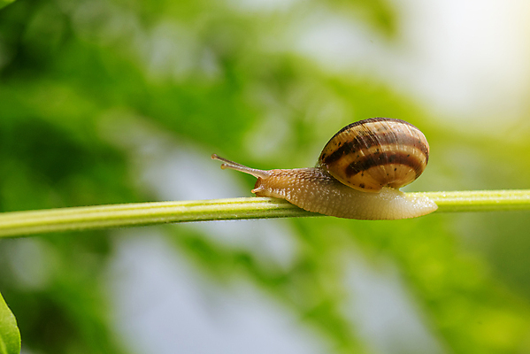 포토 JPG 해외이미지 동물 야생동물 백그라운드 잎 자연 벽지 아침 날씨 추상 생물 안테나 사람없음 야외 초록색 물 컬러풀 햇빛 뷰티 갈색 정원 맑음 일몰 활발 물방울 신선 벌레 빗방울 순수 생물학 느림 기어가기 해외포토 주간 자연요소 식물 교육 컬러 곤충 컨셉 무늬 통신 모션 태양 노을 비_날씨 생태계 파일형식 이미지허브