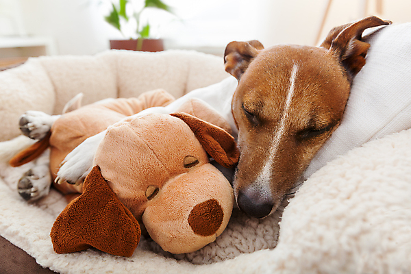 포토 JPG 해외이미지 한마리 인형 휴식 실내 사람없음 아웃포커스 눕기 귀여움 잠 개 편안함 잭러셀테리어 해외포토 1 컨셉 포유류 모션 촬영기법 내부 감각 테리어 파일형식 이미지허브