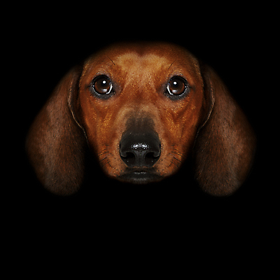 포토 JPG 해외이미지 동물 모델 응시 실루엣 얼굴 백그라운드 흑백 그림자 사람없음 빛 반려동물 머리 유행 검은색 어둠 회색 우아함 닫기 개 강아지 작음 무서움 닥스훈트 각도 드라마 고립 심각 어안 스타일 해외포토 시선 감정 컬러 컨셉 포유류 모션 촬영기법 신체부위 크기 파일형식 이미지허브