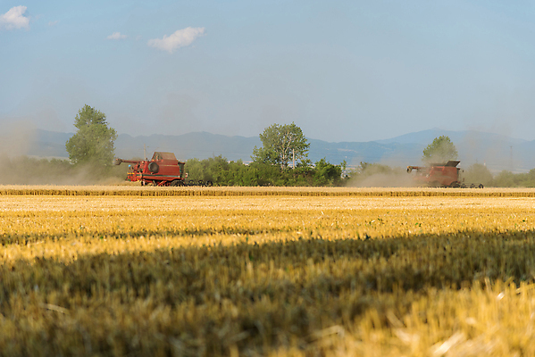 포토 JPG 해외이미지 식물 계절 산업 줄기 밭 농업 자연 하늘 옥수수 씨앗 사람없음 야외 파란색 빛 농작물 햇빛 농장 농경지 힘 기계 일몰 장비 수확 시골 업무 황금 농부 결합 낟알 땅 자르기 밀 밀짚 밭일 해외포토 직업 컬러 모션 곡류 태양 노을 작업 짚 생태계 파일형식 이미지허브