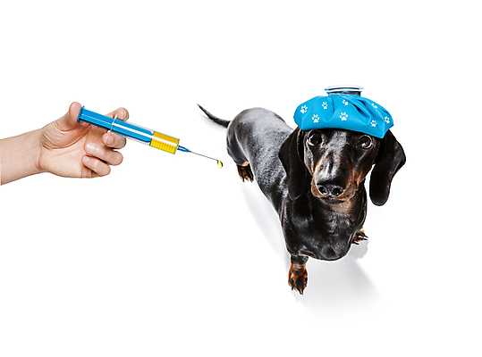 포토 JPG 해외이미지 동물 가방 건강 병원 주사기 사람없음 반려동물 약 고통 추위 의사 긴급 도움 열 개 질병 상처 온도계 닥스훈트 두통 슛 온도 수의사 나쁜 돌봄 백신 숙취 예방접종 해로움 회복 해외포토 잡화 감정 컨셉 포유류 의학 의료기기 모션 의료진 접종 파일형식 이미지허브