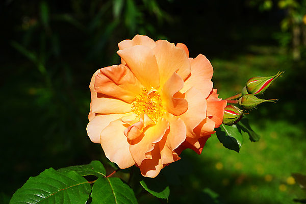 포토 JPG 해외이미지 식물 꽃잎 꽃 분홍색 백그라운드 잎 꽃무늬 오렌지 자연 사람없음 초록색 컬러풀 뷰티 장미 노란색 정원 봄 벚꽃 개화 보케 조경 화단 내추럴 블러 해외포토 계절 컬러 무늬 과일 생태계 파일형식 이미지허브