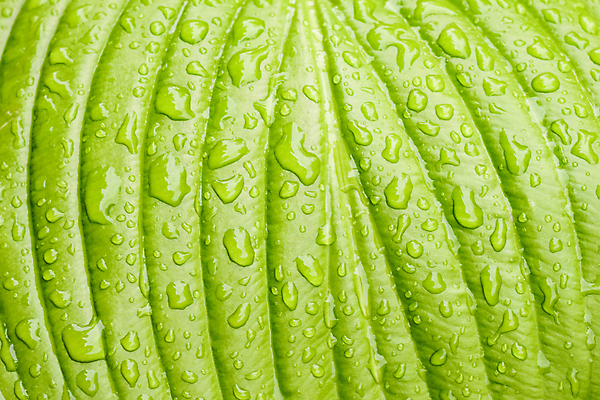 포토 JPG 해외이미지 식물 계절 백그라운드 잎 꽃무늬 패턴 자연 추상 사람없음 야외 세로 초록색 물 여름 빛 뷰티 정원 봄 활발 젖음 성장 물방울 신선 화려 떨어짐 이슬 큼 그늘 수분 빗방울 원예 질감 비네팅 강렬 웅장함 카피스페이스 해외포토 자연요소 꽃 컬러 컨셉 무늬 촬영기법 취미 공백 비_날씨 크기 생태계 파일형식 이미지허브