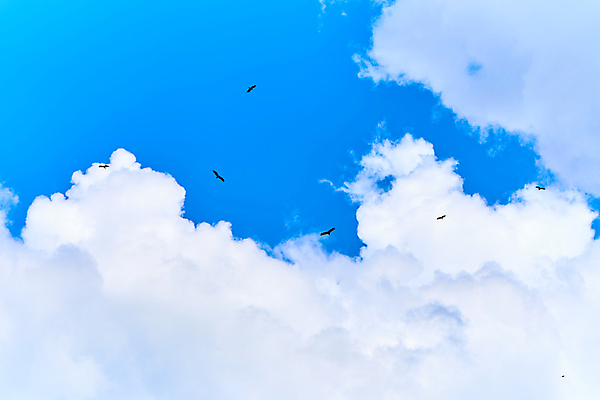 포토 JPG 해외이미지 동물 구름 공원 실루엣 아시아 야생동물 여행 백그라운드 날개 자연 조류 하늘 산 사람없음 야외 파란색 태양 갈색 검은색 자유 흰색 비행 그룹 먹이 심볼 깃털 연 사냥 독수리 육식동물 사냥꾼 말레이시아 내추럴 무료 전국 많음 해외포토 자연요소 직업 공공시설 나라 컬러 컨셉 촬영기법 놀이용품 생태계 파일형식 이미지허브