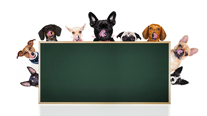 포토 JPG 해외이미지 동물 배너 종이 음식 벽 백그라운드 프레임 함께함 사람없음 반려동물 쌓기 식사 저녁식사 칠판 공백 방 대접 판넬 신용카드 그룹 개 아침식사 핥기 먹이 테리어 혀 배열 먹기 기아 배고픔 불독 치와와 숨김 판지 점심식사 고립 기르기 유래 줄서기 카피스페이스 해외포토 컨셉 포유류 모션 금융 입 사회이슈 돌봄 파일형식 이미지허브