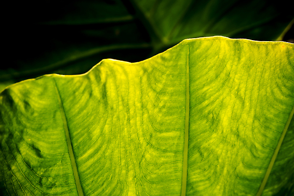 포토 JPG 해외이미지 모양 식물 백그라운드 잎 자연 사람없음 야외 초록색 물 환경 정원 신선 열대우림 질감 내추럴 생태학 해외포토 자연요소 교육 컬러 숲 생태계 파일형식 이미지허브