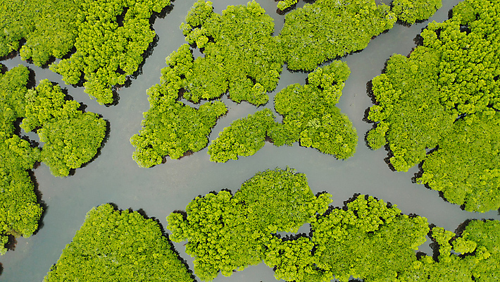 포토 JPG 해외이미지 나무 식물 아시아 야생동물 바다 섬 여행 백그라운드 잎 자연 휴가 풍경 사람없음 야외 목재 초록색 물 여름 강 뷰티 환경 침묵 나뭇가지 황무지 보호 숲 열대우림 생태계 뿌리 내추럴 조감도 해외포토 자연요소 동물 계절 나라 컬러 컨셉 재료 소리 파일형식 이미지허브