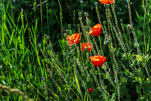 포토 JPG 해외이미지 나무 식물 계절 꽃잎 꽃 잎 꽃무늬 밭 농업 자연 하늘 사람없음 야외 빨간색 초록색 파란색 컬러풀 햇빛 태양 뷰티 농장 노란색 환경 맑음 봄 들꽃 벚꽃 시골 신선 개화 땅 허브 양귀비 수평선 해외포토 자연요소 산업 컬러 무늬 날씨 생태계 파일형식 이미지허브