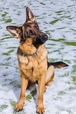 포토 JPG 해외이미지 주간 한마리 응시 사람없음 야외 반려동물 개 사냥개 셰퍼드 해외포토 자연요소 동물 1 시선 포유류 파일형식 이미지허브