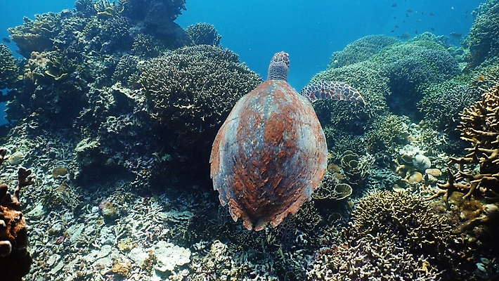 포토 JPG 해외이미지 동물 야생동물 바다 파충류 자연 어류 사람없음 초록색 물 파란색 바닷속 수중 수영 껍질 산호 거북이 다이빙 지느러미 암초 내추럴 이국적 해외포토 자연요소 컬러 수중동물 수상스포츠 자포동물 생태계 수중스포츠 파일형식 이미지허브