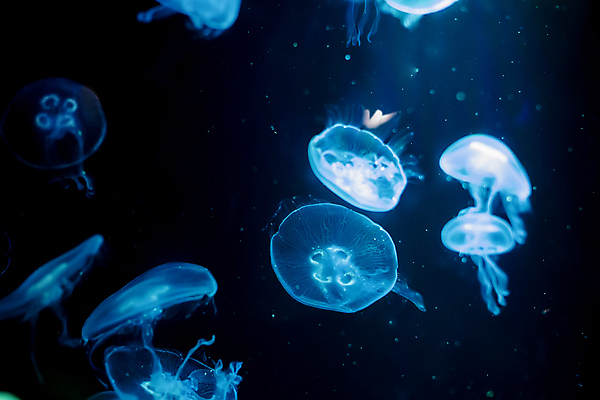 포토 JPG 해외이미지 여러마리 사람없음 파란색 바닷속 수중동물 자포동물 해파리 해외포토 동물 컬러 다수 수중 파일형식 이미지허브