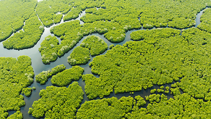 포토 JPG 해외이미지 나무 식물 아시아 야생동물 바다 섬 여행 백그라운드 잎 자연 휴가 사람없음 야외 목재 초록색 물 강 뷰티 환경 침묵 나뭇가지 황무지 보호 숲 열대우림 생태계 뿌리 내추럴 조감도 해외포토 자연요소 동물 나라 컬러 컨셉 재료 소리 파일형식 이미지허브