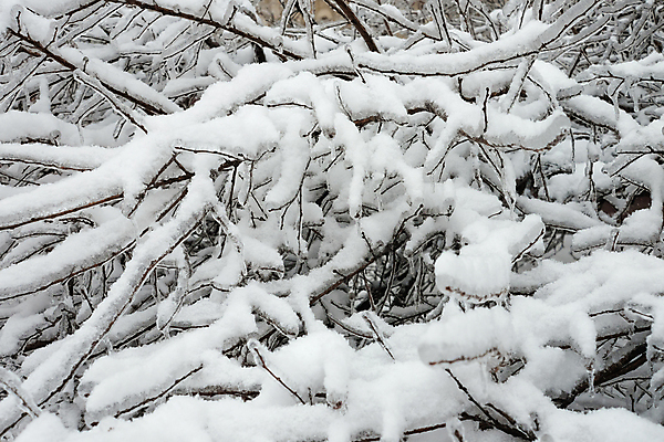 포토 JPG 해외이미지 나무 식물 디자인 계절 크리스마스 겨울 패턴 자연 날씨 사람없음 야외 목재 장식 초록색 파란색 뷰티 정원 냉동 얼음 추위 흰색 나뭇가지 신선 소나무 눈송이 숲 서리 폭풍 결정체 내추럴 해외포토 자연요소 기념일 컬러 무늬 재료 눈_날씨 생태계 파일형식 이미지허브