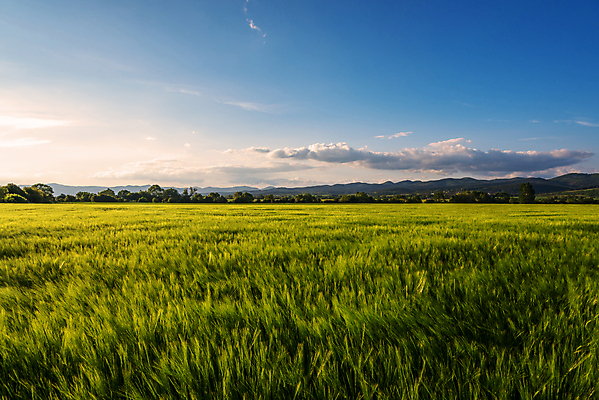 포토 JPG 해외이미지 식물 계절 줄기 백그라운드 밭 농업 오렌지 자연 하늘 날씨 사람없음 야외 가로 빨간색 초록색 파란색 빛 농작물 햇빛 태양 뷰티 농장 농경지 노란색 일출 환경 황혼 일몰 봄 성장 시골 황금 땅 시리얼 밀 장면 밀짚 평야 수평선 해외포토 자연요소 산업 음식 컬러 과일 곡류 노을 짚 생태계 파일형식 이미지허브