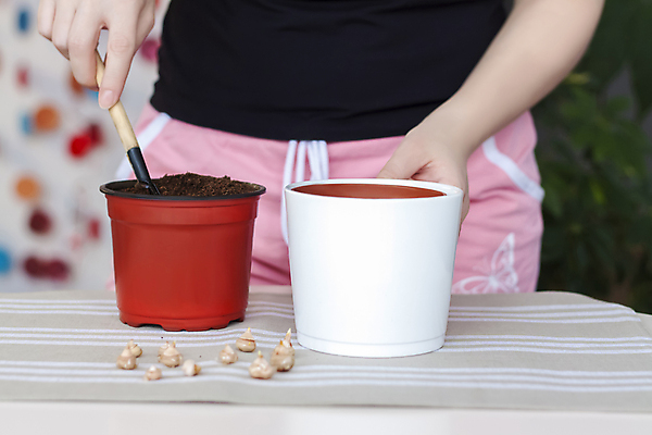 포토 JPG 해외이미지 나무 식물 계절 꽃 잎 전구 자연 주택 관리 사람없음 새싹 환경 흙 봄 성장 개화 냄비 원예 내추럴 돌봄 모종 해외포토 모션 취미 건물 솥 생태계 파일형식 이미지허브