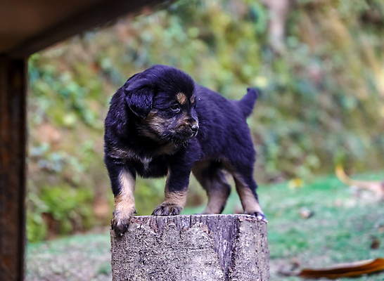 포토 JPG 해외이미지 동물 1 응시 행복 얼굴 새끼 백그라운드 포유류 자연 털 앉기 사람없음 빨간색 초록색 반려동물 뷰티 갈색 머리 귀여움 검은색 흰색 아기 개 달콤 강아지 작음 모피 송곳니 고립 기르기 유래 해외포토 시선 감정 컬러 컨셉 모션 사람 신체부위 맛 치아 크기 생태계 돌봄 파일형식 이미지허브