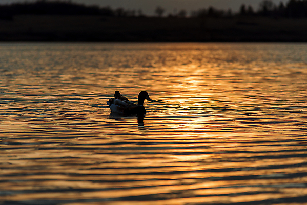 포토 JPG 해외이미지 주간 한마리 호수 사람없음 야외 백조 해외포토 자연요소 1 조류 파일형식 이미지허브