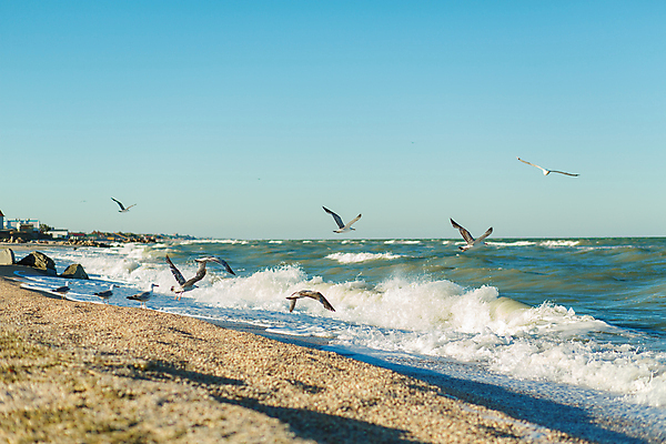 포토 JPG 해외이미지 동물 야생동물 모래 파도 바다 여행 백그라운드 날개 자연 갈매기 조류 하늘 바람 휴가 풍경 사람없음 야외 물 여름 파란색 태양 맑음 자유 흰색 비행 그룹 깃털 부리 무료 수평선 해외포토 자연요소 계절 컬러 컨셉 날씨 생태계 파일형식 이미지허브