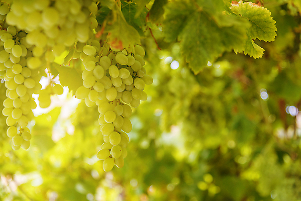 포토 JPG 해외이미지 식물 계절 여행 백그라운드 잎 밭 농업 과일 자연 포도 풍경 사람없음 야외 초록색 여름 햇빛 태양 농장 노란색 일출 와인 맑음 일몰 이탈리아 프랑스 수확 성장 가을 시골 신선 다발 포도밭 포도나무 양조장 줄서기 토스카나 해외포토 자연요소 유럽 산업 컬러 모션 날씨 주류 노을 과일나무 생태계 파일형식 이미지허브