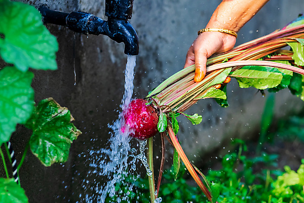 포토 JPG 해외이미지 직업 음식 중년 밭 농업 채소 자연 건강 잔디 사람없음 빨간색 초록색 물 농작물 농장 환경 정원 수확 성장 시골 신선 업무 작업 씻기 빨래 농부 순수 유기농 생태계 생물학 뿌리 진흙 뒤뜰 땅파기 밭일 비트 생태학 조작 해외포토 자연요소 식물 웰빙 교육 산업 컬러 컨셉 가사 성인 청결 파일형식 이미지허브
