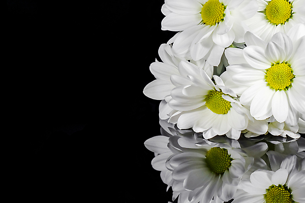 포토 JPG 해외이미지 식물 꽃잎 꽃 꽃다발 꽃무늬 자연 사람없음 초록색 뷰티 노란색 정원 봄 벚꽃 흰색 데이지 캐모마일 해외포토 계절 컬러 무늬 허브 생태계 파일형식 이미지허브