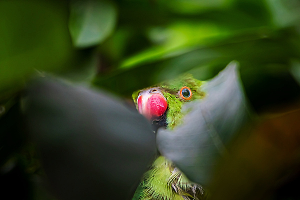 포토 JPG 해외이미지 동물 남자 실루엣 아시아 야생동물 여행 백그라운드 이동 잎 모션 자연 조류 사람없음 야외 빨간색 초록색 반려동물 뷰티 반사 환경 맑음 닫기 엿보기 깃털 묘사 부리 앵무새 네팔 내추럴 동물상 이국적 파라다이스 해외포토 식물 나라 컬러 컨셉 날씨 촬영기법 사람 조형물 생태계 파일형식 이미지허브