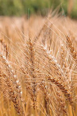 포토 JPG 해외이미지 식물 계절 음식 빵 줄기 백그라운드 밭 농업 자연 하늘 건조 옥수수 씨앗 풍경 사람없음 야외 초록색 여름 파란색 농작물 햇빛 태양 농장 농경지 노란색 수확 성장 가을 시골 황금 낟알 땅 시리얼 밀 유기농 보리 장면 밀짚 내추럴 밭일 숙성 호밀 해외포토 자연요소 웰빙 산업 컬러 곡류 짚 생태계 파일형식 이미지허브