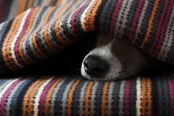 포토 JPG 해외이미지 한마리 휴식 실내 사람없음 눕기 귀여움 이불 잠 개 편안함 코 해외포토 1 컨셉 포유류 침구 모션 내부 신체부위 감각 파일형식 이미지허브