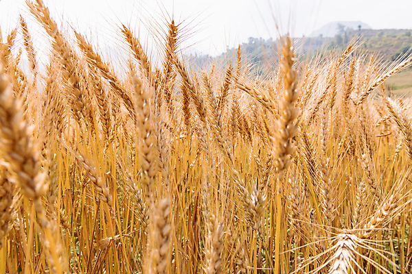 포토 JPG 해외이미지 식물 계절 음식 빵 줄기 백그라운드 밭 농업 자연 하늘 건조 옥수수 씨앗 풍경 사람없음 야외 초록색 여름 파란색 농작물 햇빛 태양 농장 농경지 노란색 수확 성장 가을 시골 황금 낟알 땅 시리얼 밀 유기농 보리 장면 밀짚 내추럴 밭일 숙성 호밀 해외포토 자연요소 웰빙 산업 컬러 곡류 짚 생태계 파일형식 이미지허브