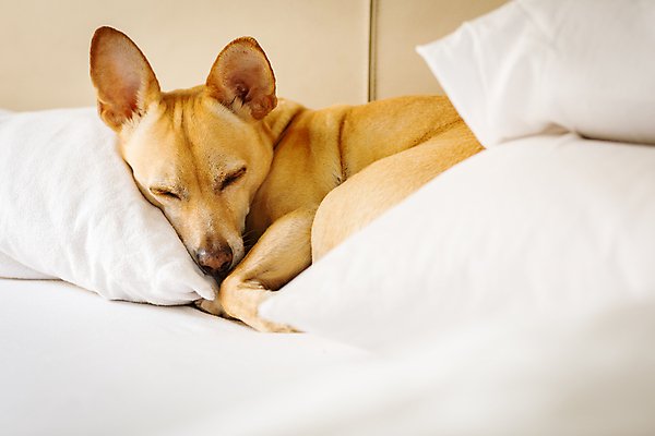 포토 JPG 해외이미지 한마리 침구 휴식 실내 사람없음 눕기 귀여움 잠 개 편안함 하운드 해외포토 1 컨셉 포유류 모션 내부 감각 파일형식 이미지허브