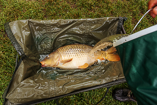 포토 JPG 해외이미지 계절 호수 스포츠 장신구 낚시 휴가 휴식 텐트 어류 어업 취미 사람없음 야외 빛 햇빛 태양 일출 맑음 고요 일몰 장비 광선 잡기 결심 사냥 열정 낚시꾼 주말 기어 잉어 꼬투리 인내 해외포토 자연요소 감정 산업 컨셉 모션 레저 날씨 캠핑도구 노을 수중동물 파일형식 이미지허브