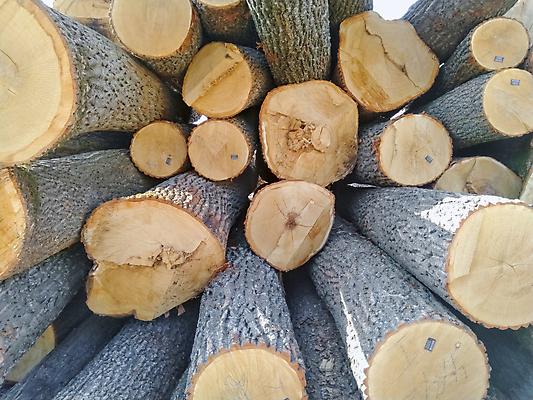 포토 JPG 해외이미지 나무 조각 부분 자연 사람없음 야외 목재 갈색 쌓기 손상 성장 반지 소나무 원형 거친 숲 큼 낟알 장작 자르기 생태계 벽난로 질감 통나무 나무껍질 연료 자원 잡동사니 흙더미 종료 그런지 수목 해외포토 도형 식물 컬러 컨셉 재료 장신구 모션 흙 껍질 크기 파일형식 더미 이미지허브