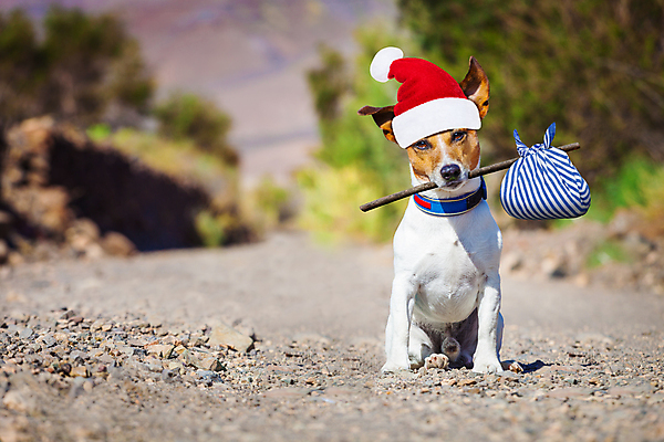포토 JPG 해외이미지 동물 도로 여행 크리스마스 휴가 거리 앉기 사람없음 야외 여름 반려동물 산타클로스 산책 슬픔 기다림 개 강아지 고독 떨어짐 가난 왼쪽 버리기 노숙자 입양 헬프 혼자 클라우스 해외포토 계절 기념일 감정 길 컨셉 포유류 교통시설 모션 휴식 도움 방향 파일형식 이미지허브