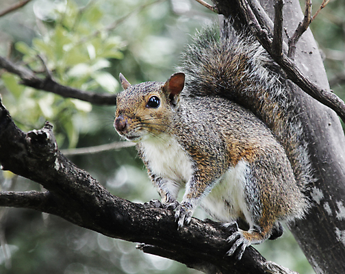 포토 JPG 해외이미지 나무 동물 공원 야생동물 백그라운드 포유류 자연 털 사람없음 야외 빨간색 초록색 갈색 회색 견과류 나뭇가지 설치류 숲 작음 모피 먹기 꼬리 다람쥐 도토리 솜털 해외포토 식물 공공시설 컬러 모션 크기 생태계 파일형식 이미지허브