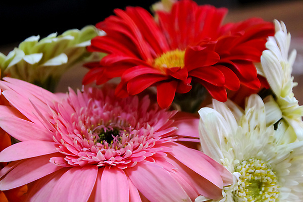 포토 JPG 해외이미지 식물 계절 공원 꽃잎 꽃 분홍색 백그라운드 꽃무늬 밭 자연 부활절 사람없음 야외 장식 빨간색 초록색 여름 파란색 컬러풀 햇빛 태양 노란색 정원 맑음 봄 활발 튤립 슬픔 벚꽃 가을 개화 닫기 소프트포커스 보케 시들음 해외포토 자연요소 공공시설 기념일 감정 컬러 컨셉 무늬 농업 모션 날씨 촬영기법 생태계 파일형식 이미지허브