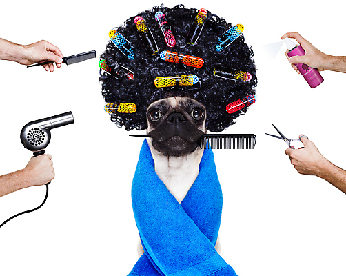 포토 JPG 해외이미지 동물 직업 헤어스타일 손 배너 응시 건조 건강 사람없음 반려동물 뷰티 유행 상점 스파 방 머리빗 화려 유머 개 드라이어 미용사 이발 자르기 가발 손질 불독 몸단장 프랑스어 고립 스타일리스트 스타일링 이발사 스타일 방식 해외포토 문자 시선 감정 컨셉 포유류 모션 신체부위 미용용품 파일형식 이미지허브