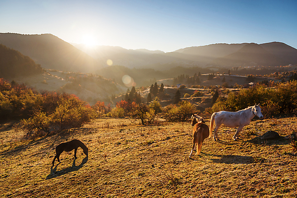 포토 JPG 해외이미지 동물 구름 유럽 야생동물 백그라운드 밭 농업 포유류 자연 하늘 아침 산 풍경 잔디 사람없음 목재 초록색 여름 빛 뷰티 농장 갈색 일출 환경 봄 목장 자유 안개 가을 시골 승마 방목 갈기 불가리아 수평선 해외포토 주간 자연요소 나무 식물 계절 나라 산업 스포츠 컬러 컨셉 재료 날씨 노을 축산업 생태계 파일형식 남유럽 이미지허브