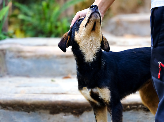 포토 JPG 해외이미지 동물 1 응시 공원 행복 얼굴 새끼 백그라운드 포유류 자연 털 사랑 사람 앉기 사람없음 야외 초록색 여름 반려동물 뷰티 갈색 머리 검은색 우정 흰색 개 강아지 작음 테리어 송곳니 기르기 유래 해외포토 시선 계절 공공시설 감정 컬러 모션 신체부위 친구 치아 크기 생태계 돌봄 파일형식 이미지허브