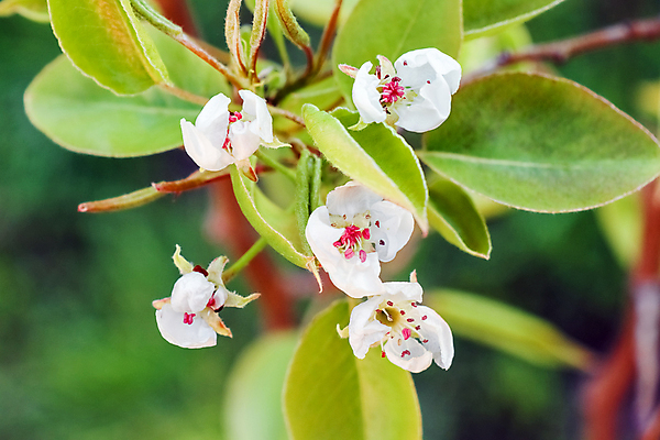포토 JPG 해외이미지 나무 식물 계절 꽃 분홍색 액자 꽃무늬 자연 하늘 사람없음 야외 장식 가로 초록색 파란색 컬러풀 햇빛 와인 정원 일본 사진촬영 봄 성장 벚꽃 흰색 나뭇가지 시간 개화 체리 소프트포커스 방향 가득함 깊이 정부 해외포토 아시아 컬러 무늬 과일 주류 촬영기법 태양 촬영 생태계 파일형식 이미지허브